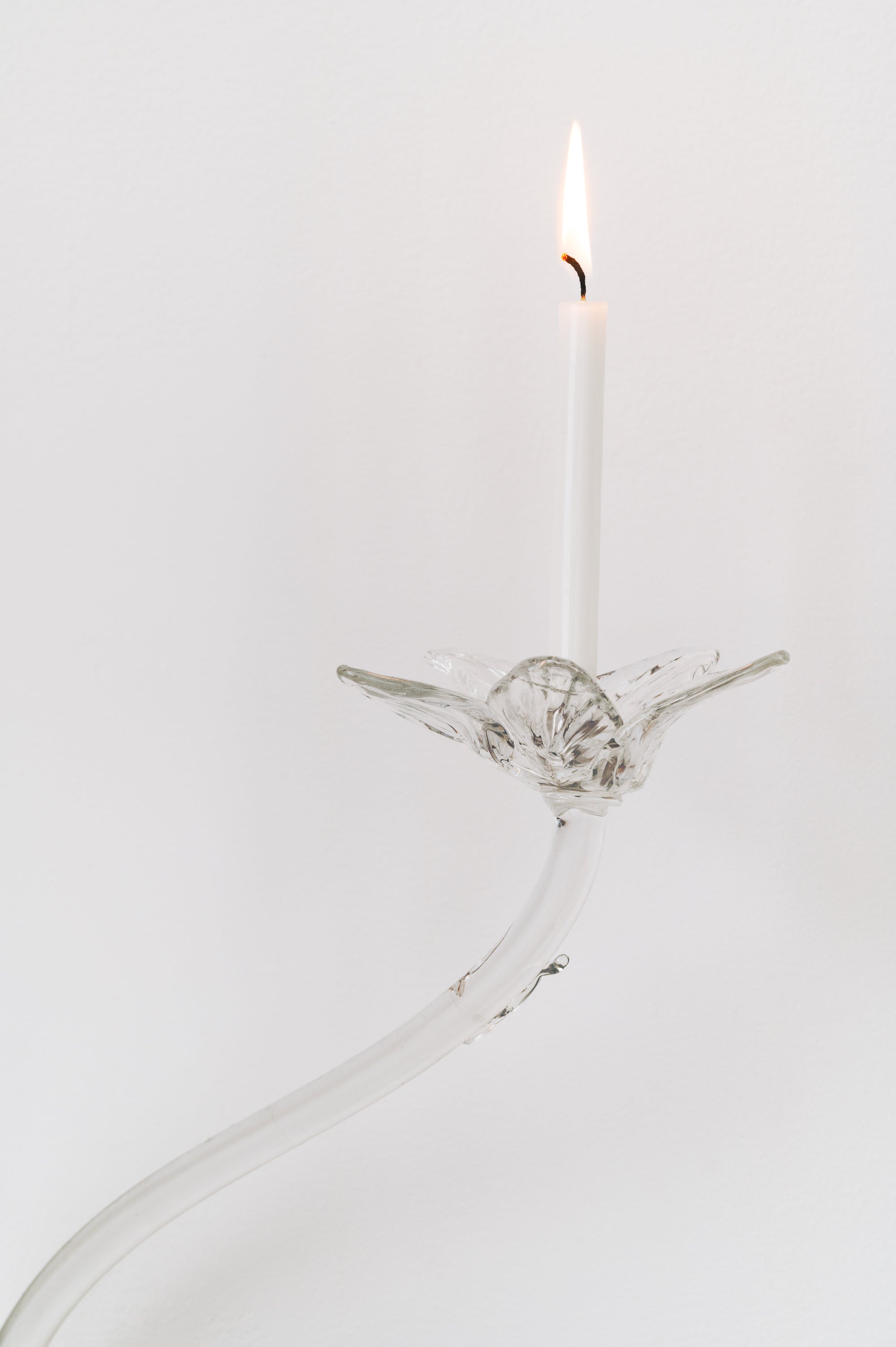 Tulipa Sconce